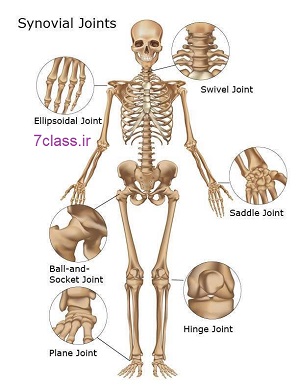انواع مفصل حرکت بدن علوم پنجم